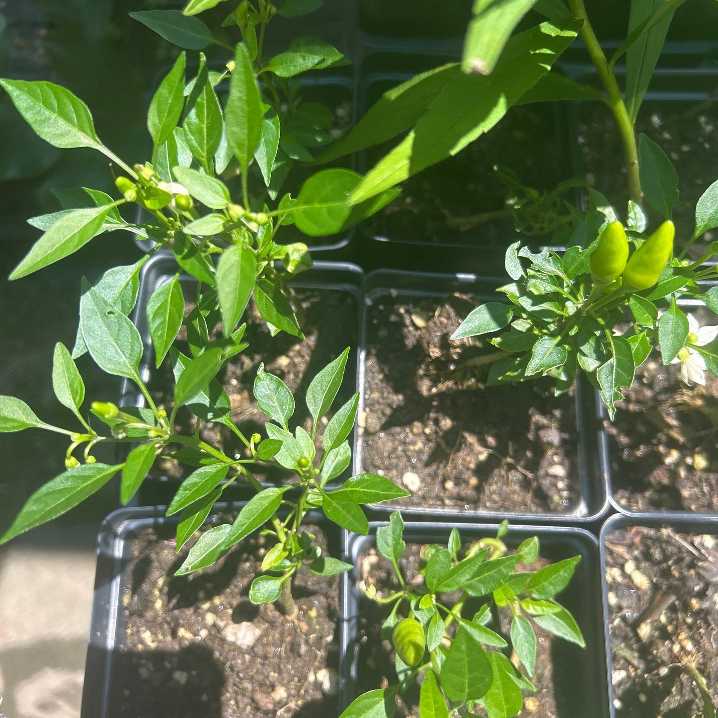 Candlelight Pepper Plants (3.25" Pots), Annual Vegetable, Full Sun