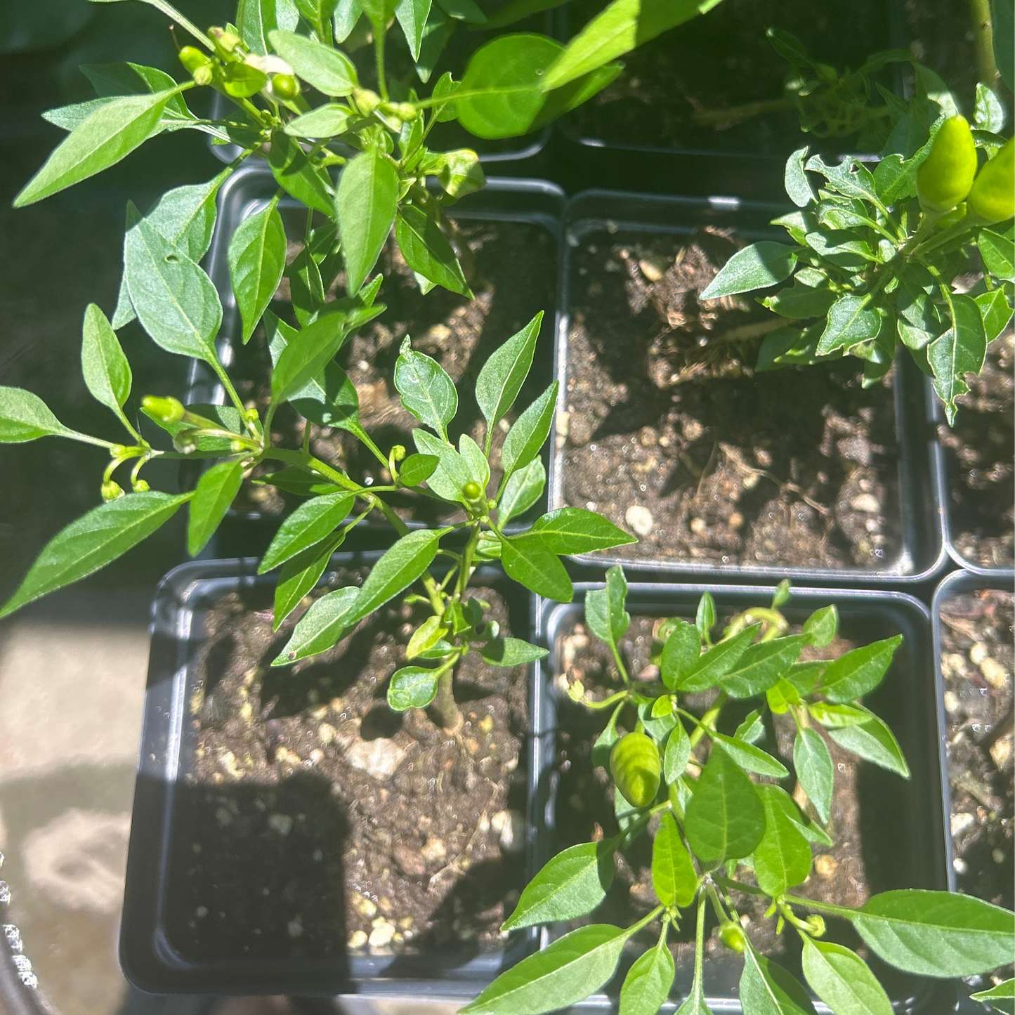 Candlelight Pepper Plants (3.25" Pots), Annual Vegetable, Full Sun