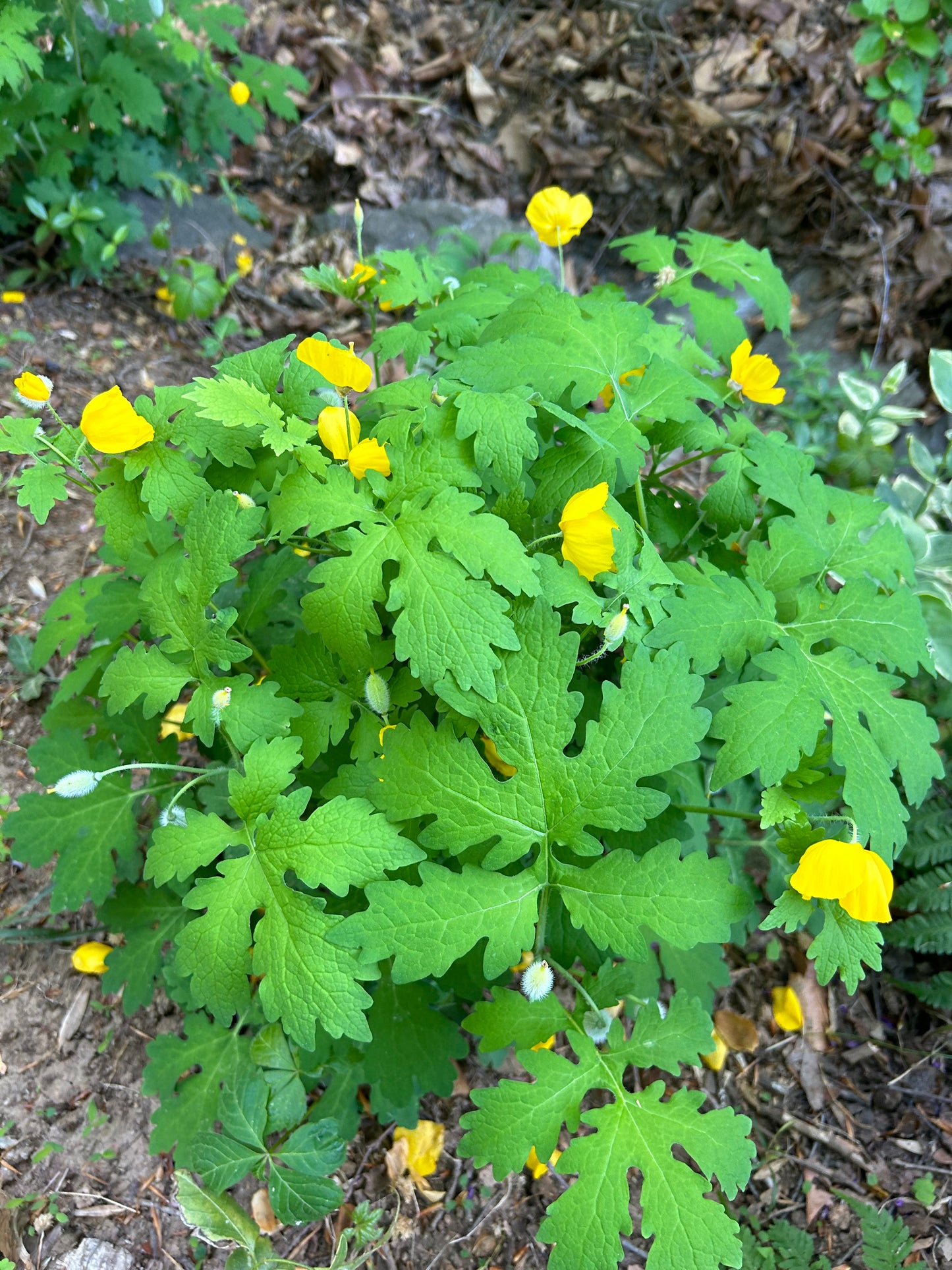 Celandine Poppy Plants (Stylophorum Diphyllum)