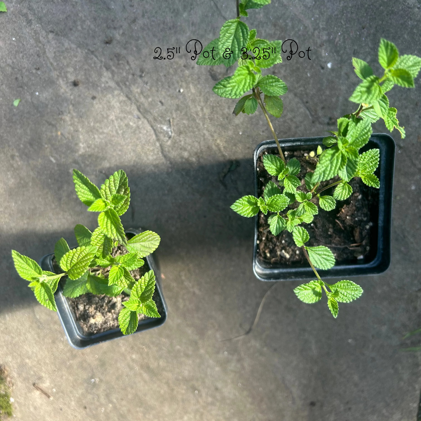 Grape Lantana Plant