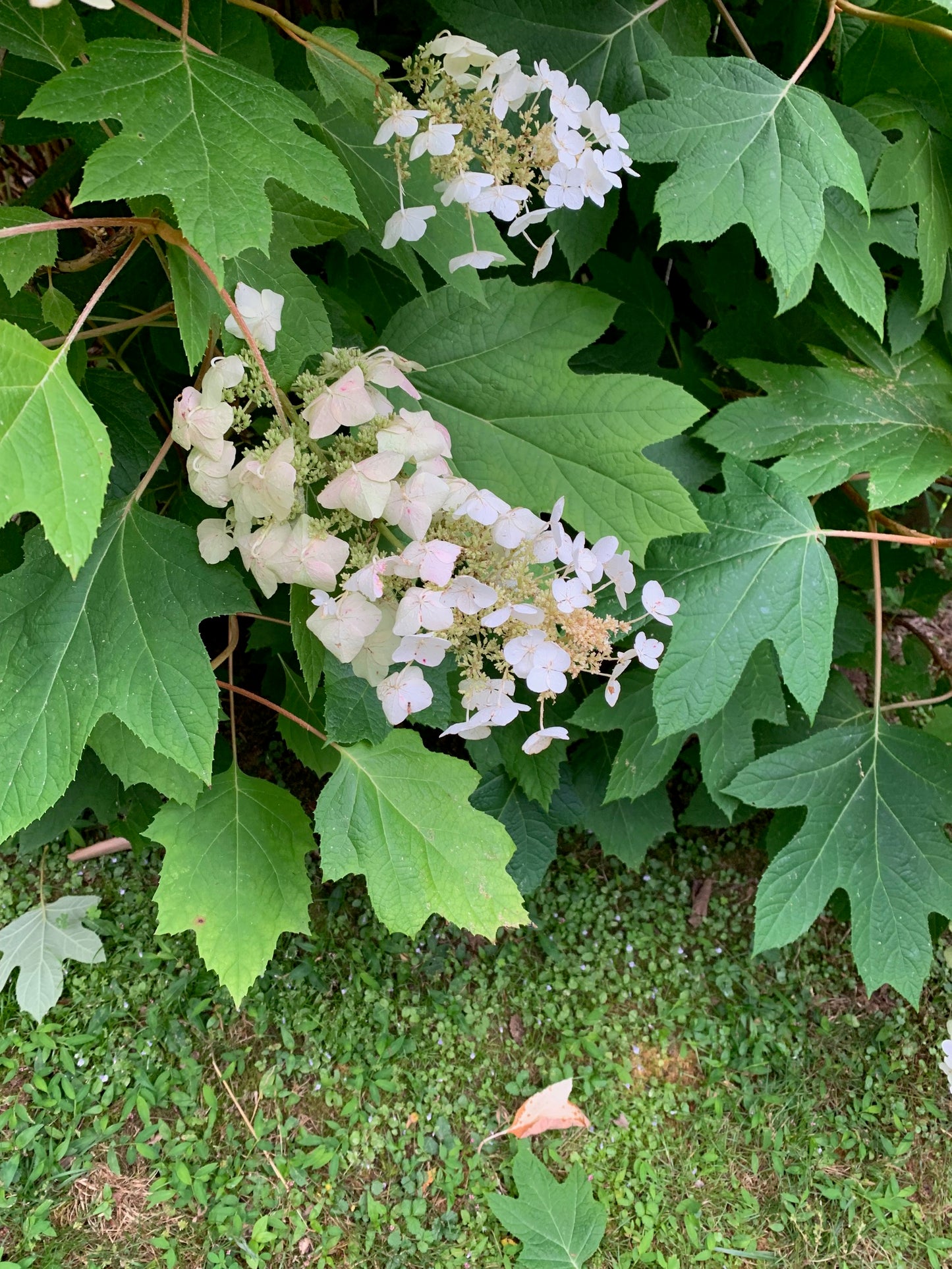 Snow Queen Oakleaf Hydrangea Plants, Perennial Flower, Full-Part Sun