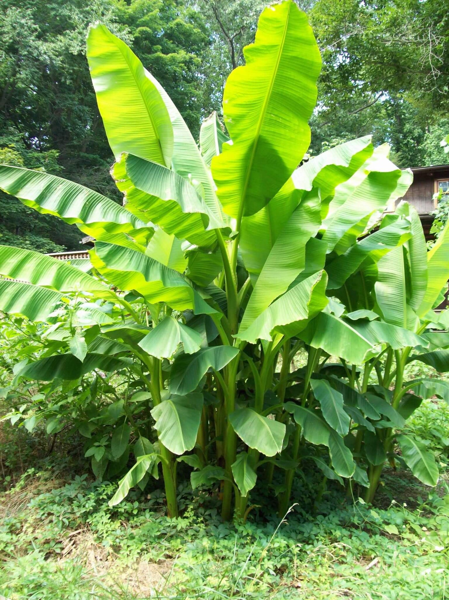 Hardy Banana (Musa Basjoo)
