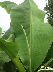 Hardy Banana (Musa Basjoo)