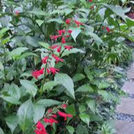 Belize Sage - Misty Mountain Sage, Salvia Plants