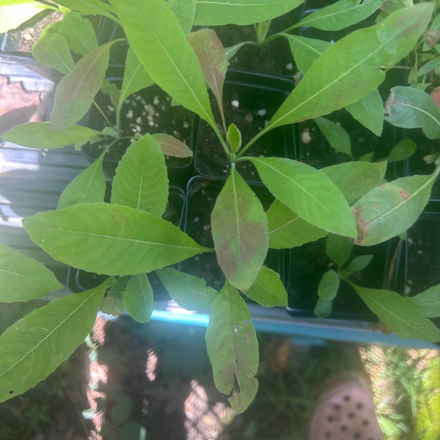 Common Evening Primrose Plant