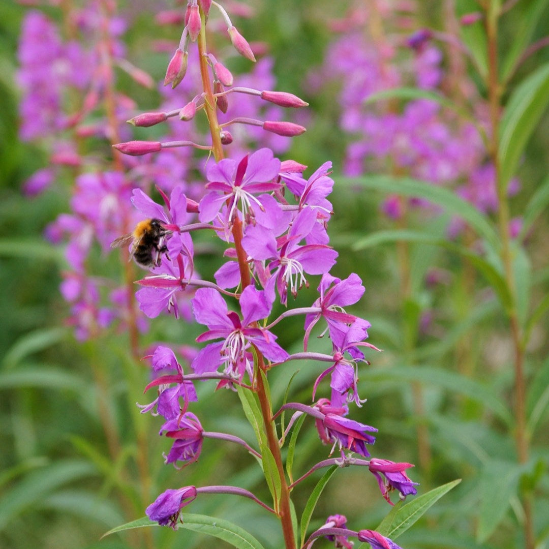 Fireweed (Epilobium angustifolium) Potted Starter Plant