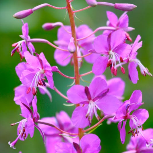 Fireweed (Epilobium angustifolium) Potted Starter Plant