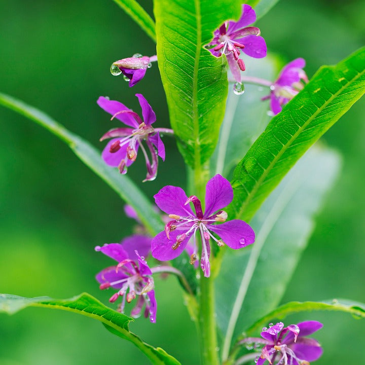 Fireweed (Epilobium angustifolium) Potted Starter Plant