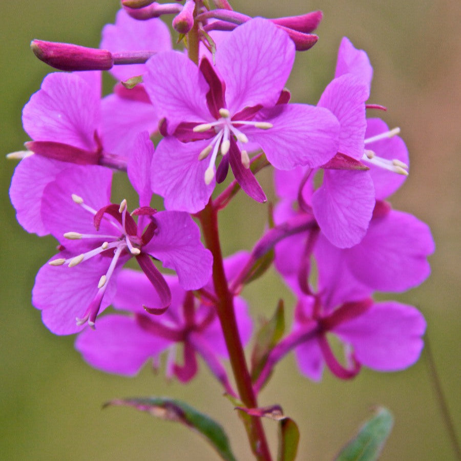 Fireweed (Epilobium angustifolium) Potted Starter Plant