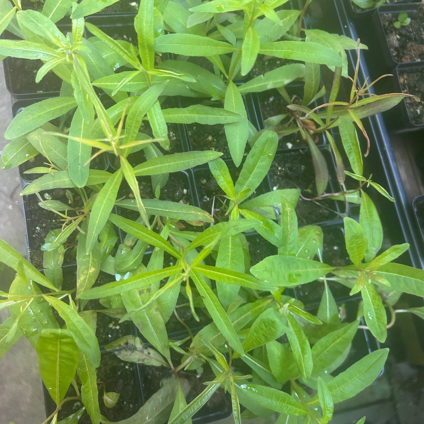 Fireweed (Epilobium angustifolium) Potted Starter Plant
