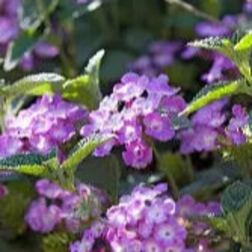 Grape Lantana Plant