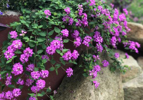 Grape Lantana Plant