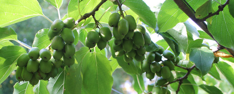 Hardy Kiwi plants - Anna (Female) and/or Meader (Male) plants, Perennial Fruit, Full-Part