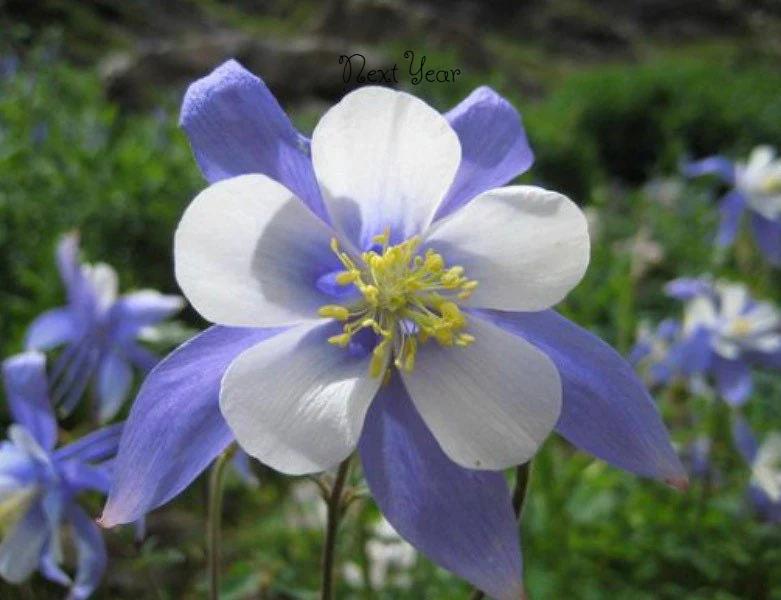 Rocky Mountain Columbine Plants (Seedlings)