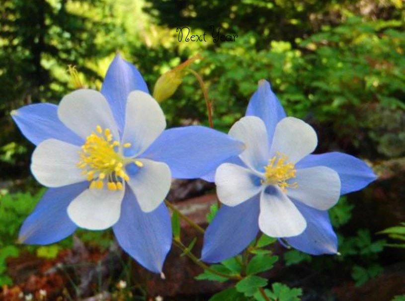 Rocky Mountain Columbine Plants (Seedlings)