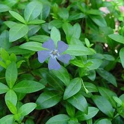 Vinca Minor Plants - Bare-root