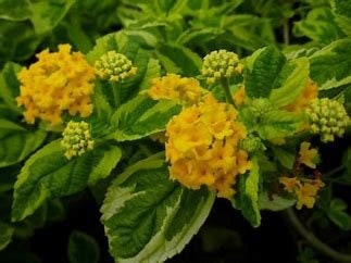 Lantana - Samantha Plant