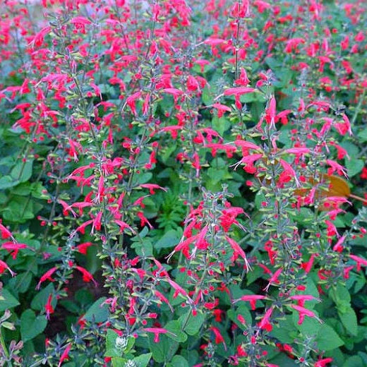 SALVIA Roemeriana 'Arriba' (Hot Trumpets, Prairie Fire, Red Dwarf) Plants