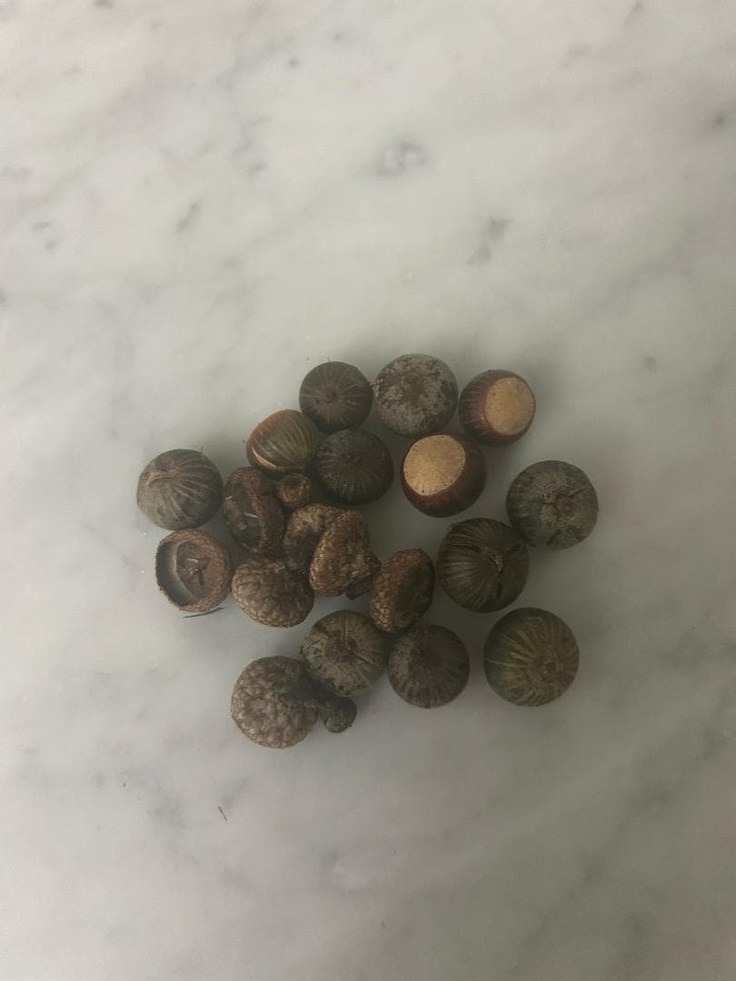 10 Pin Oak Acorns (tops and seeds)