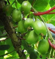 Hardy Kiwi plants - Anna (Female) and/or Meader (Male) plants, Perennial Fruit, Full-Part