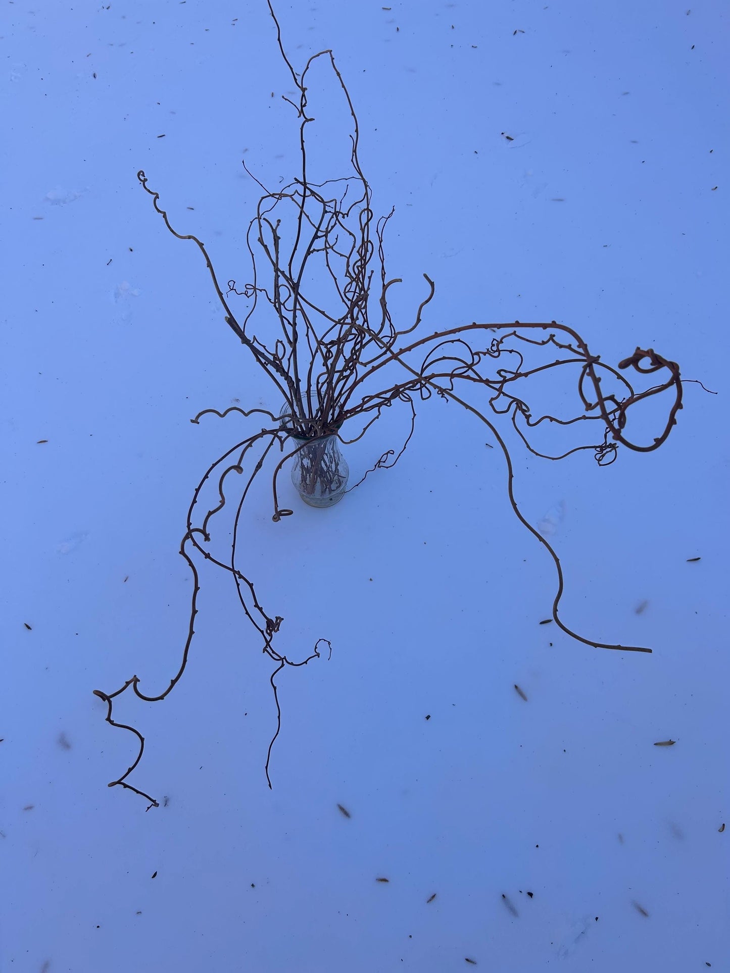 Dried Decorative Kiwi Branches