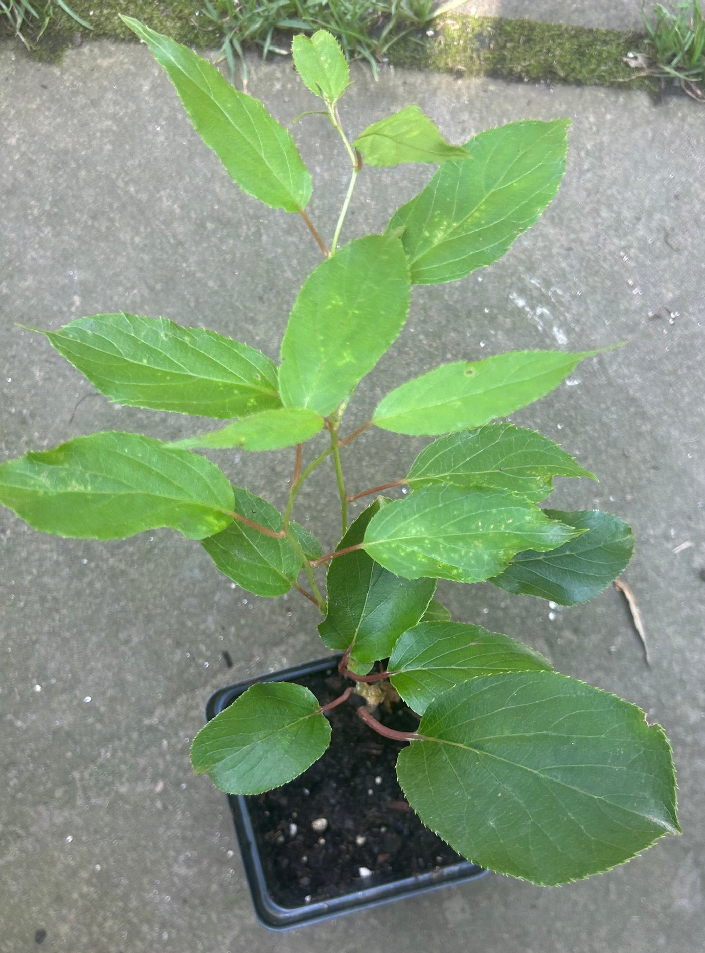 Hardy Kiwi plants - Anna (Female) and/or Meader (Male) plants, Perennial Fruit, Full-Part