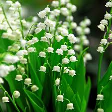 Steep Hill Garden Lily of the Valley - Fragrant Spring Blooms, Shade Loving Pips