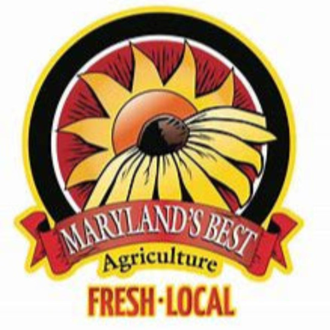 Hardy Kiwi Cuttings - Anna Female & Meader Male, Edible Fruit Vine Propagation