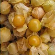 Aunt Polly Ground Cherry Plants, Annual Vegetable, Full Sun