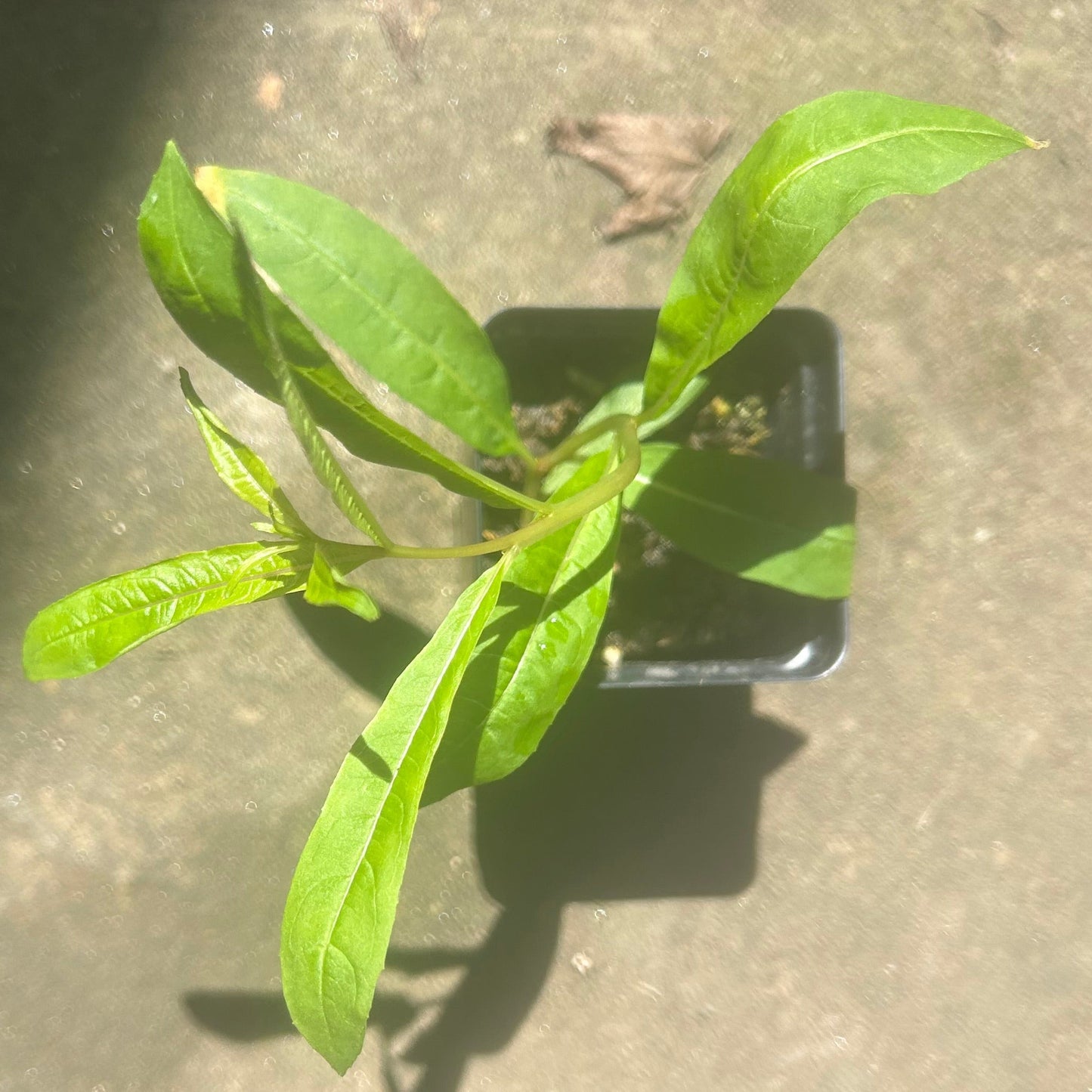 Fireweed (Epilobium angustifolium) Potted Starter Plant