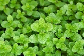 Spearmint Plants, Perennial Herb, Full-Part Sun