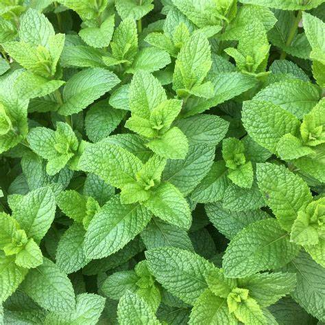 Spearmint Plants, Perennial Herb, Full-Part Sun