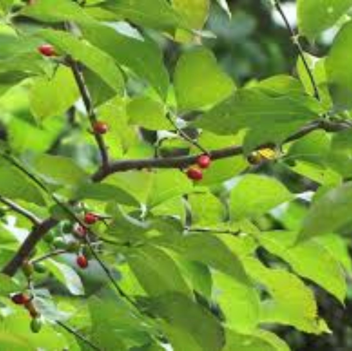 Spicebush Shrubs