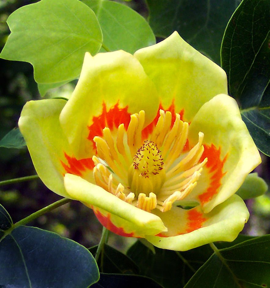 Tulip Poplar Tree