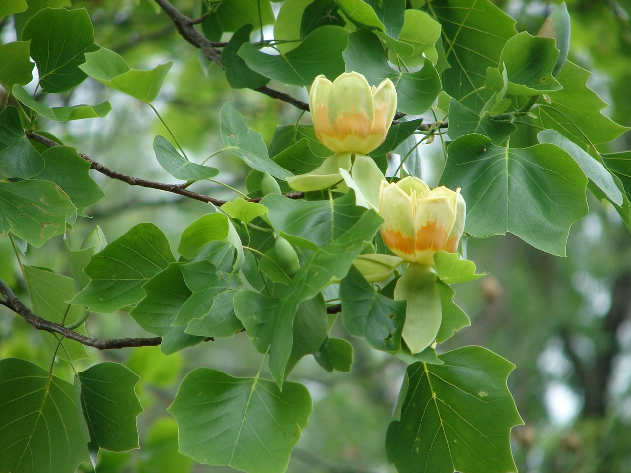 Tulip Poplar Tree