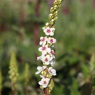 Wedding Candels - VERBASCUM Chaixii Plants/Roots