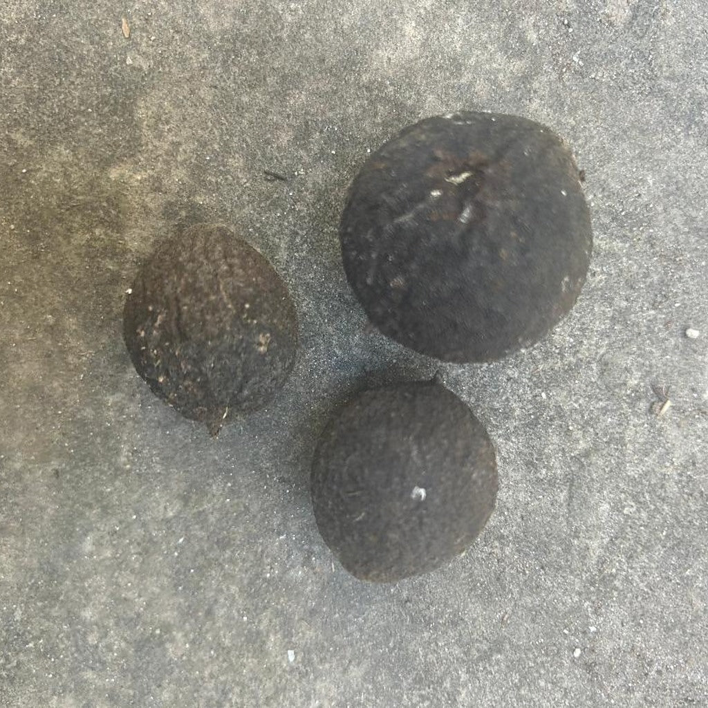 Black walnuts in natural hulls