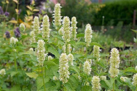 Ornamental Plants