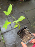 Tulip Poplar Tree Live Plant (Liriodendron tulipifera) — plant detail