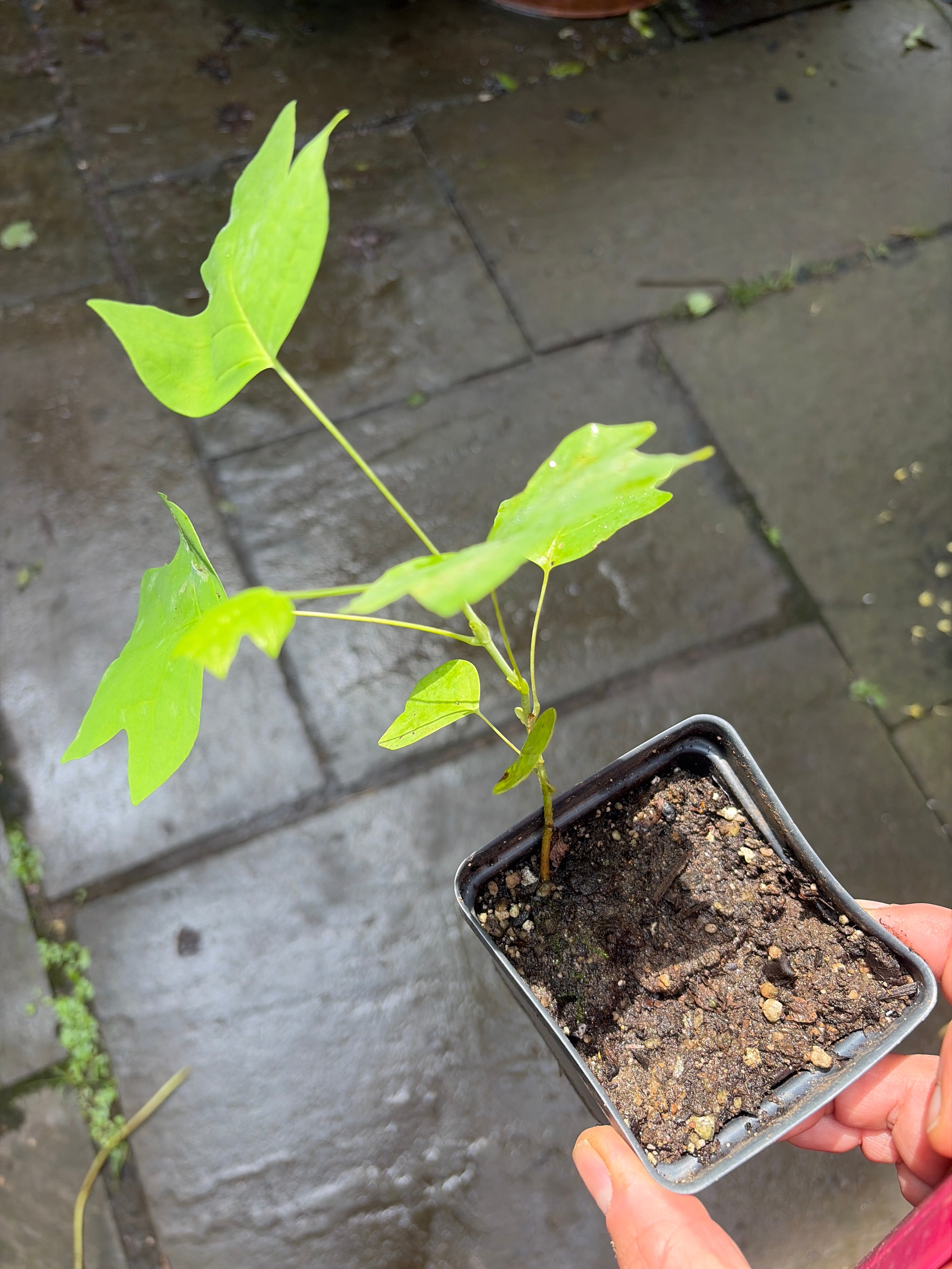 Tulip Poplar Tree Live Plant (Liriodendron tulipifera) – Native Fast-Growing Shade Tree, Honey Plant, Zones 4–9