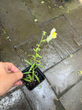 Perennial Snapdragon (Antirrhinum braun-blanquetii) — plant detail