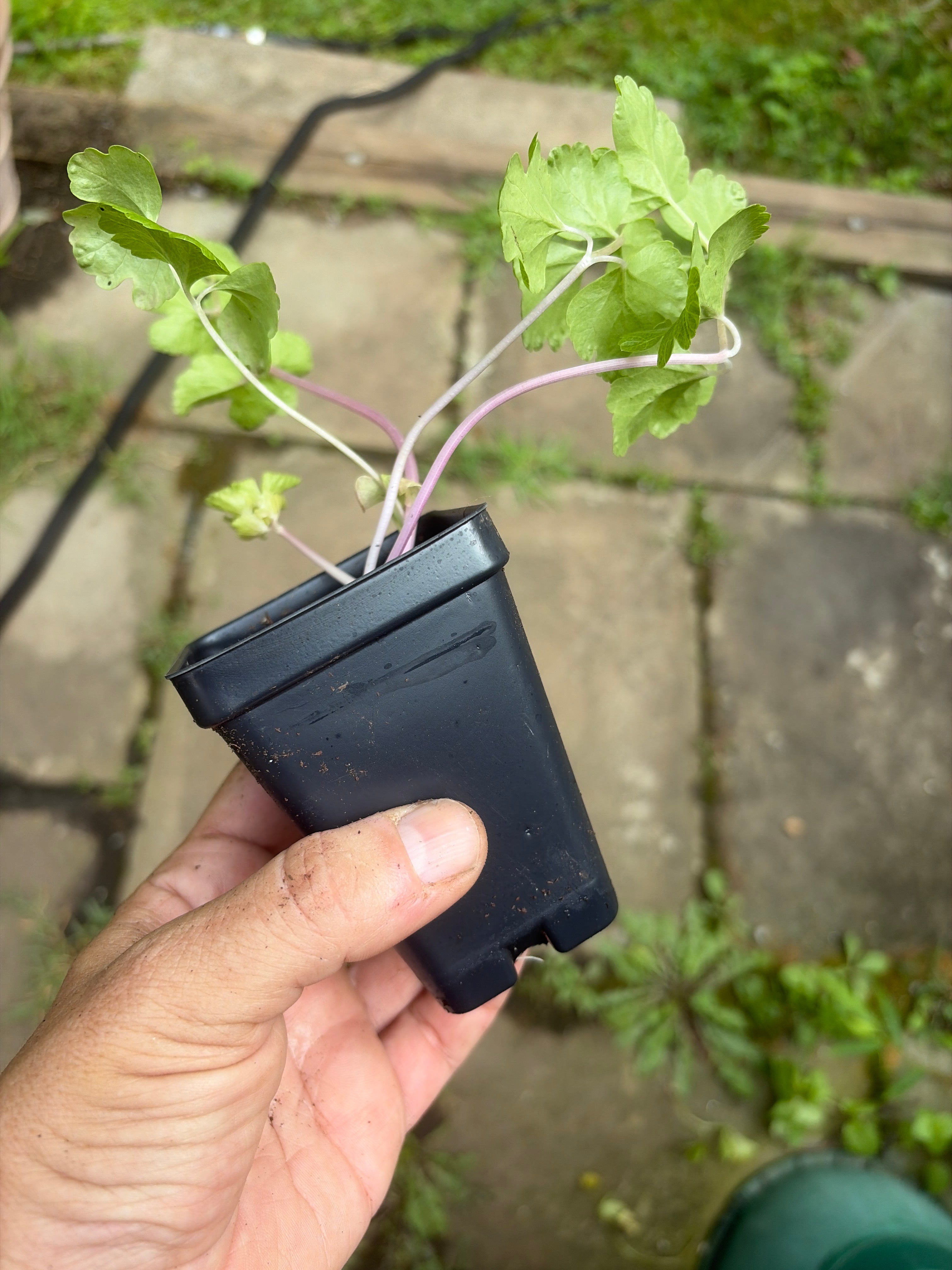 Chinese Pink Celery (Apium graveolens) Live Plants – Perennial Vegetable, Hardy to Zone 4