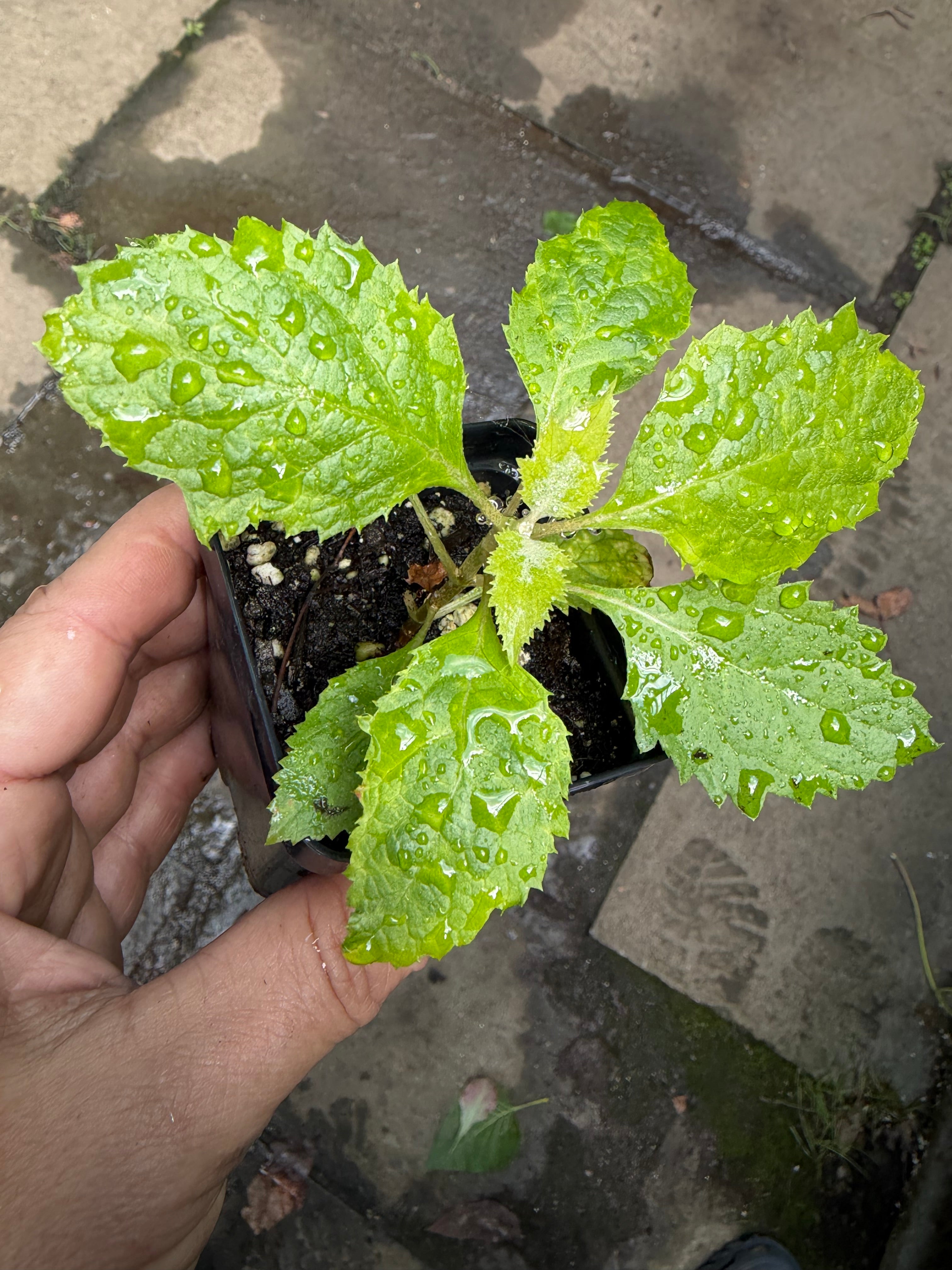 Oakleaf Hydrangea (Hydrangea quercifolia) Live Plants – Native Shrub, White Blooms, Zones 5–9