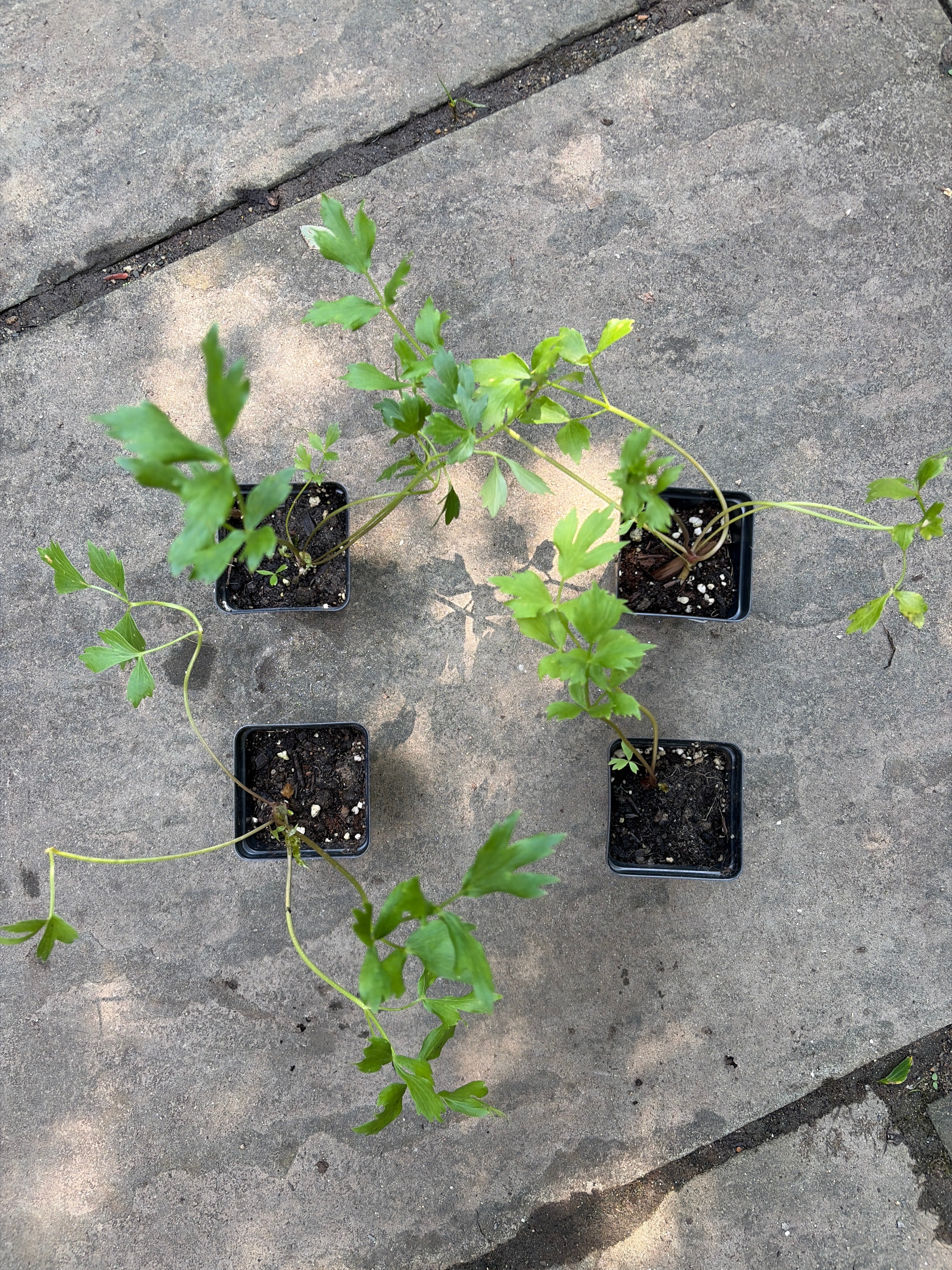 Lovage (Levisticum officinale) Live Plants – Culinary Herb, Bold Celery Flavor, Perennial, Zones 4–8