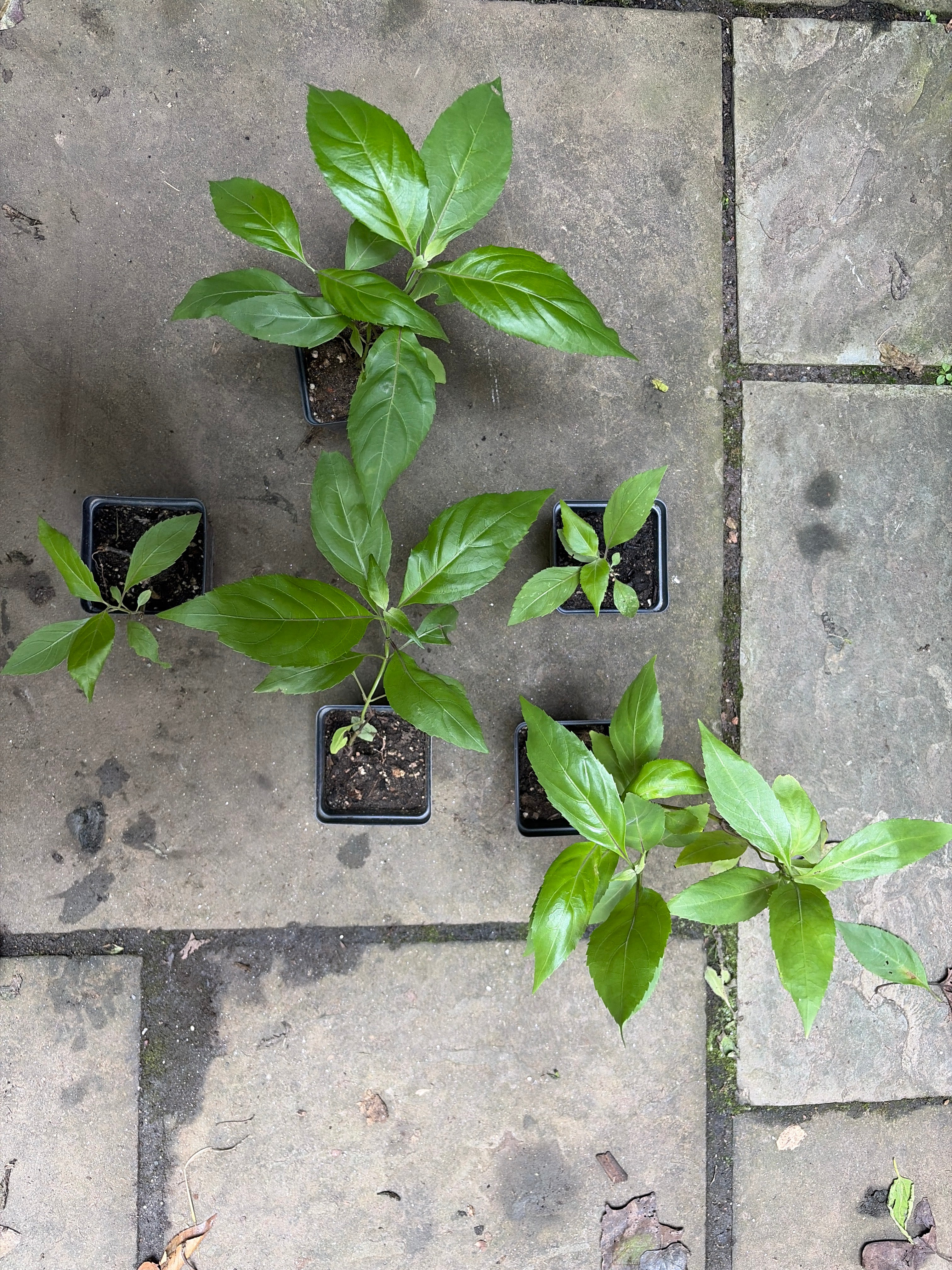 Belize Sage Live Plant (Salvia miniata) – Hummingbird & Pollinator Perennial, Zones 9–11 — plant detail