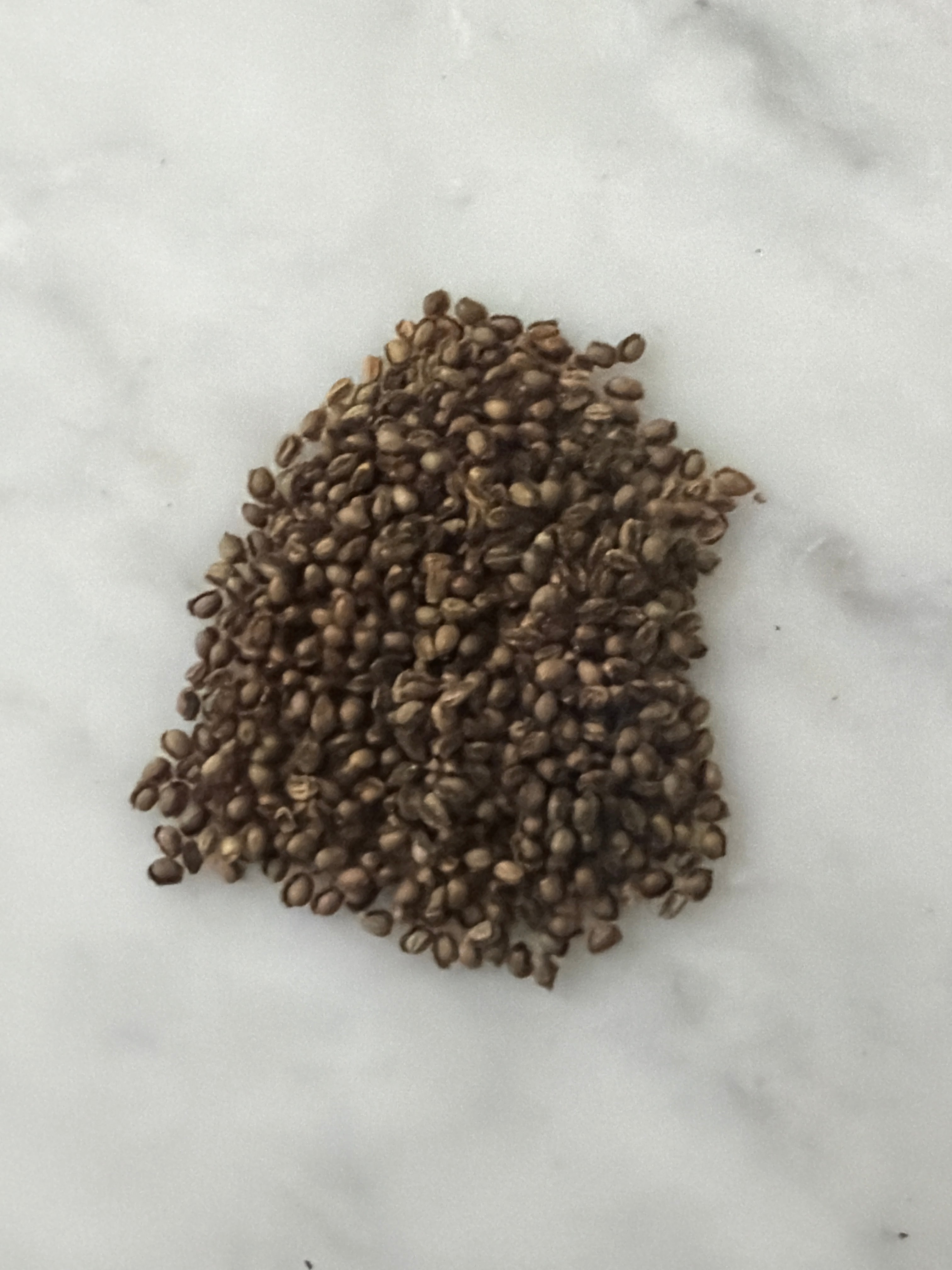 Woodland Poppy Seeds, Native Woodland Perennial, Yellow Spring Blooms, Zones 4-9