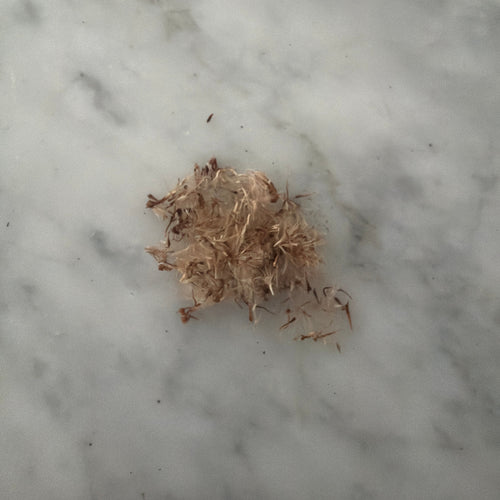 New England Aster Seeds - Native Fall Bloomer, Pollinator-Friendly, 100 Count