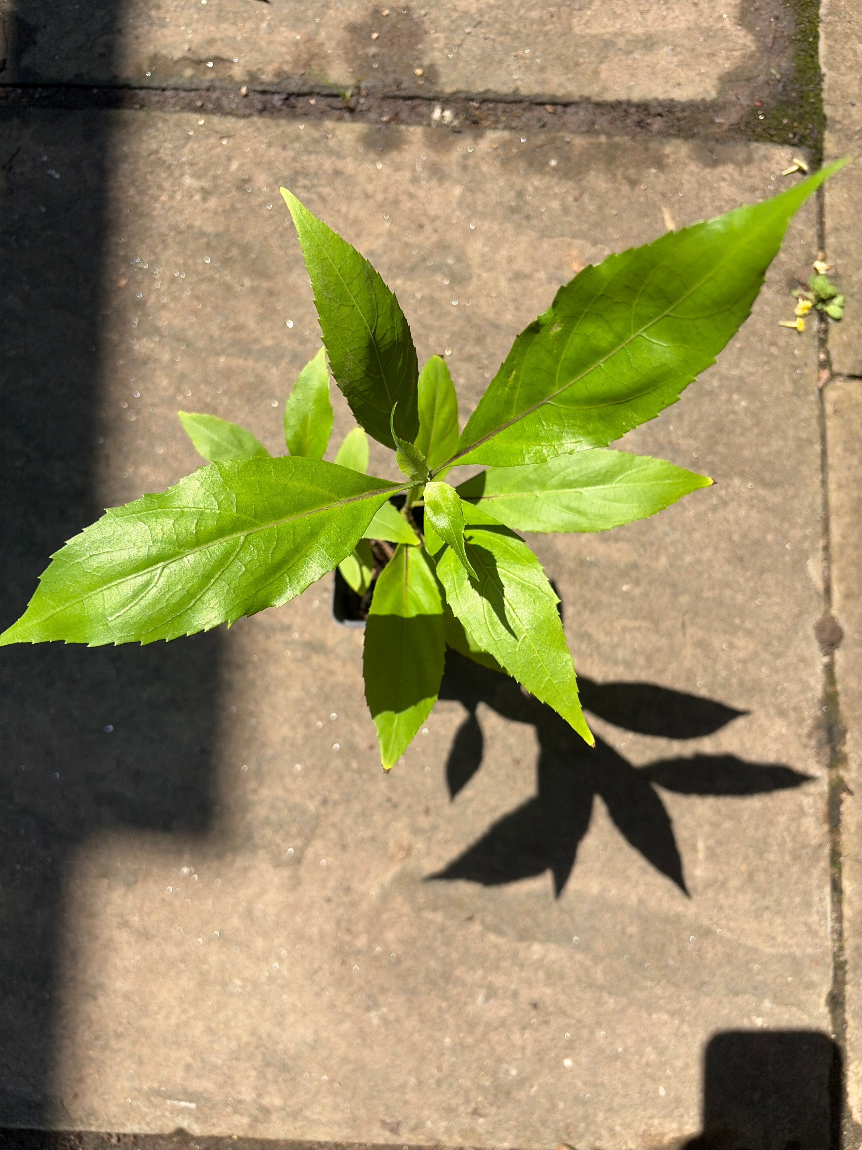 Belize Sage Live Plant (Salvia miniata) – Hummingbird & Pollinator Perennial, Zones 9–11 — plant detail