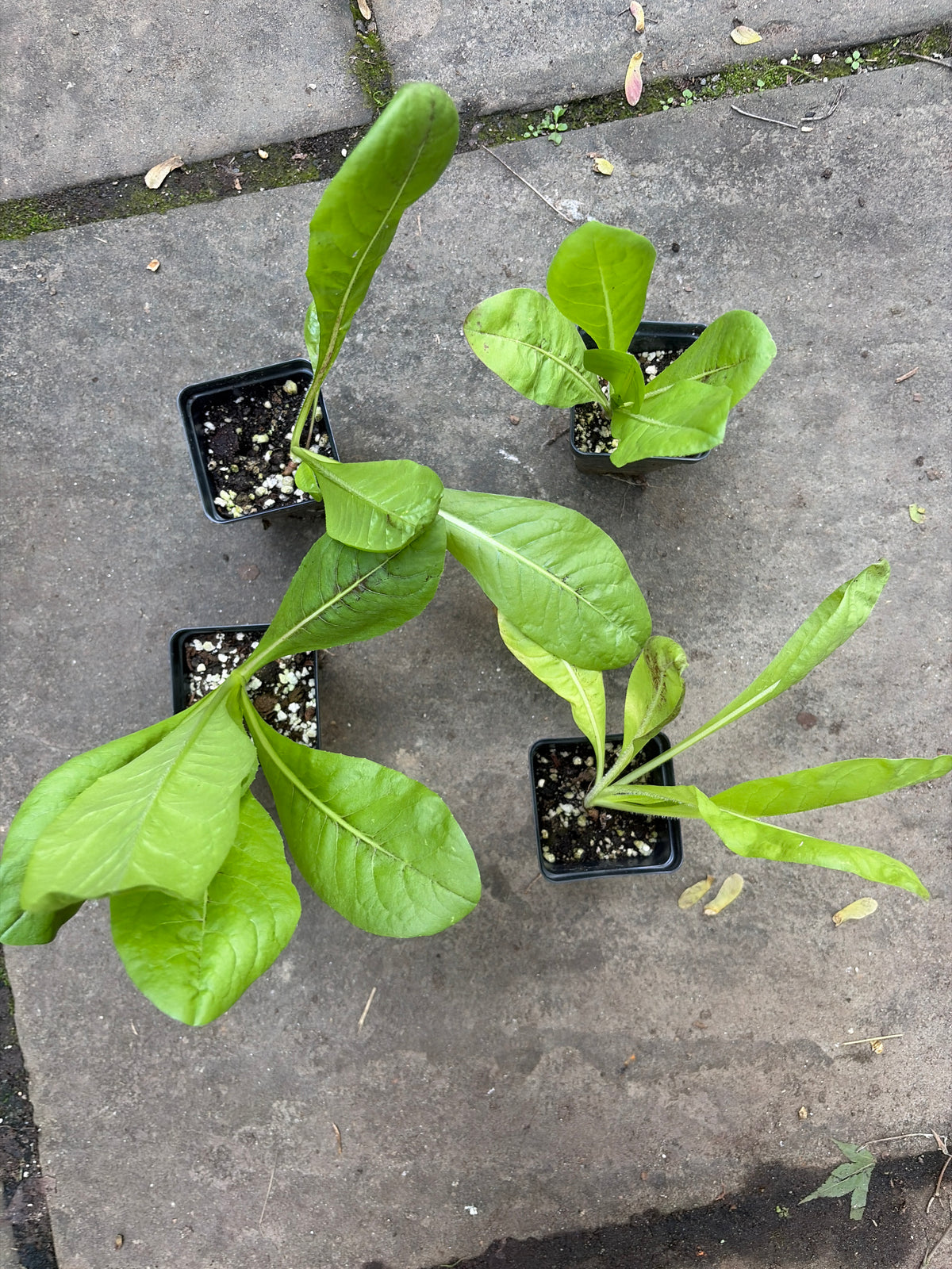 Rosa di Treviso Radicchio (Cichorium intybus 'Rosa di Treviso') Live Plant – Red Italian Chicory