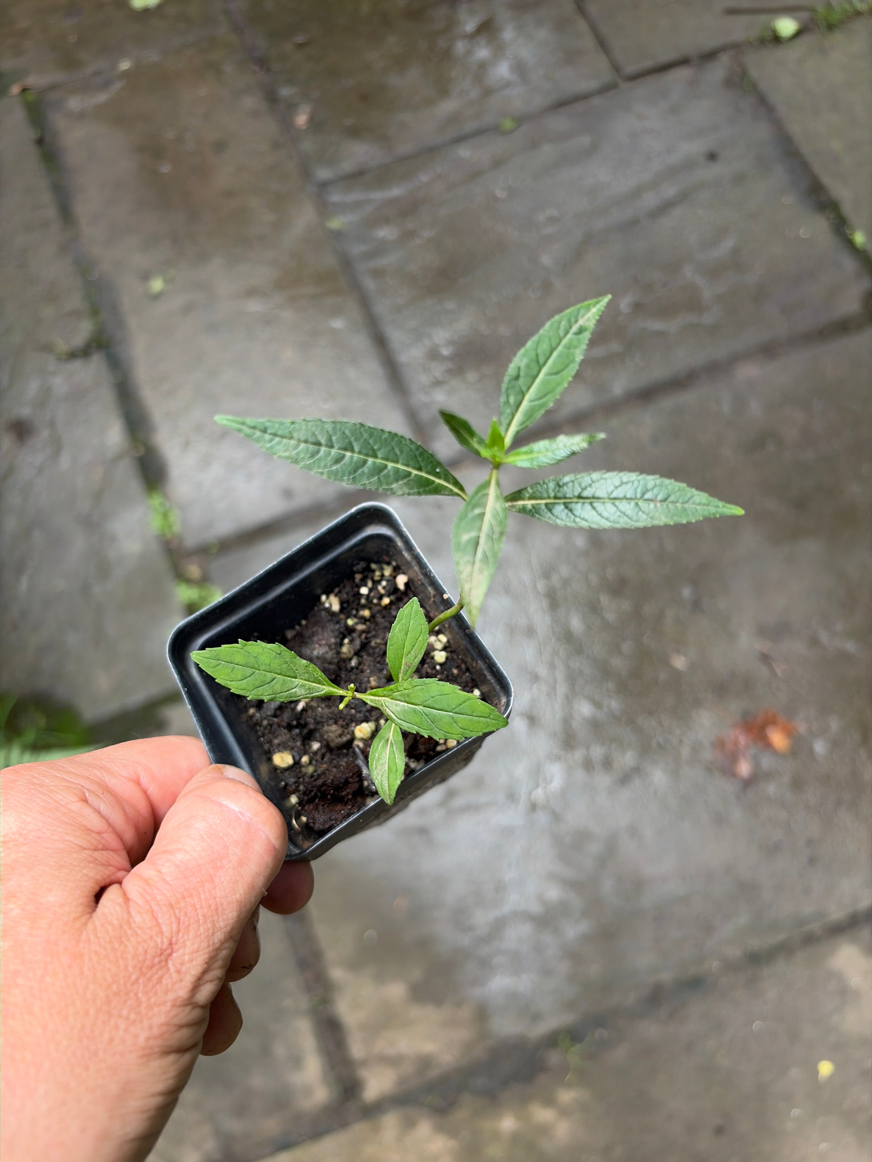 White Turtle Head Live Plants (Chelone Glabra)